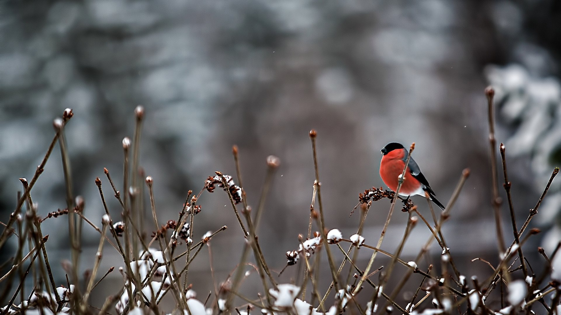 snow branches bird red animal winter snow nature wallpaper background 1920x1080