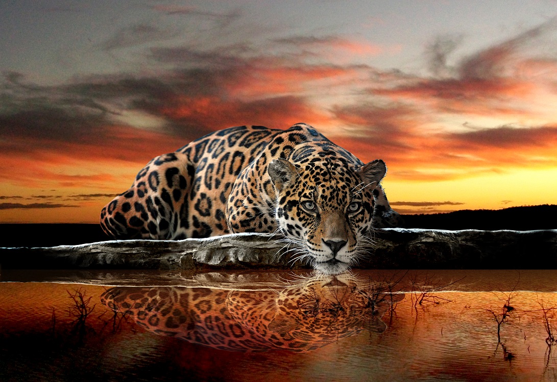 Wild Cat Jaguar Wall Murals For Homewallmurals Co Uk