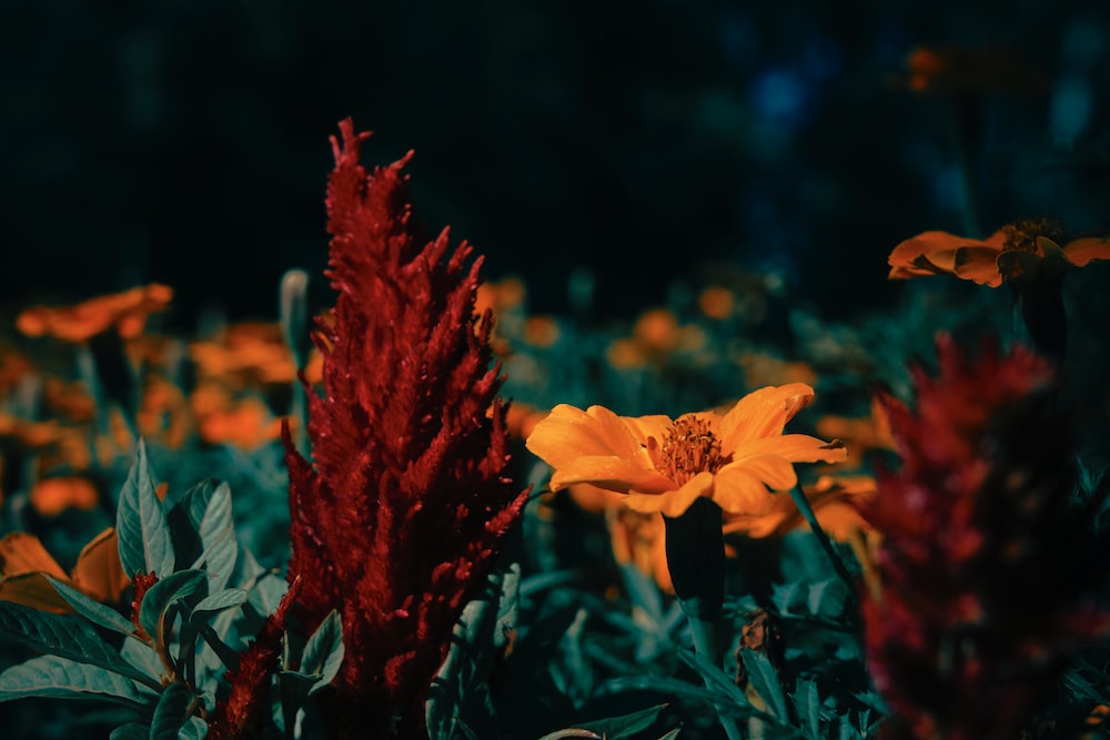Orange Flower In Tilt Shift Lens Photo Brown Image