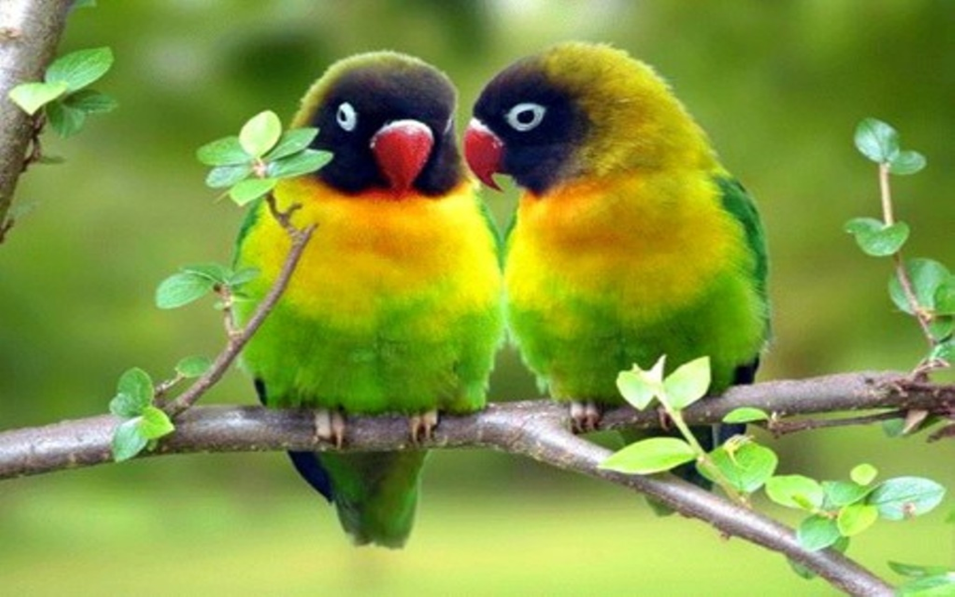 Two Colorful Lovebirds Perched on a Branch