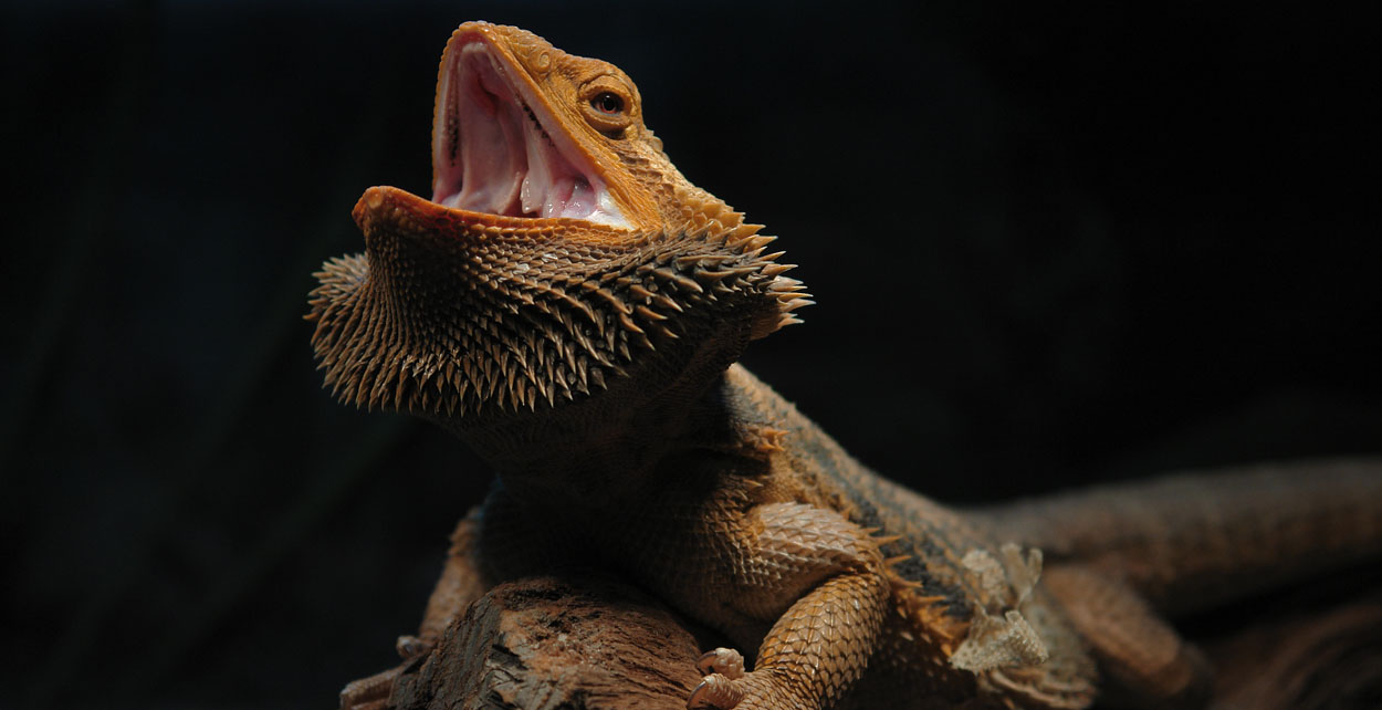 Bearded Dragon Yawn By Damir G Martin