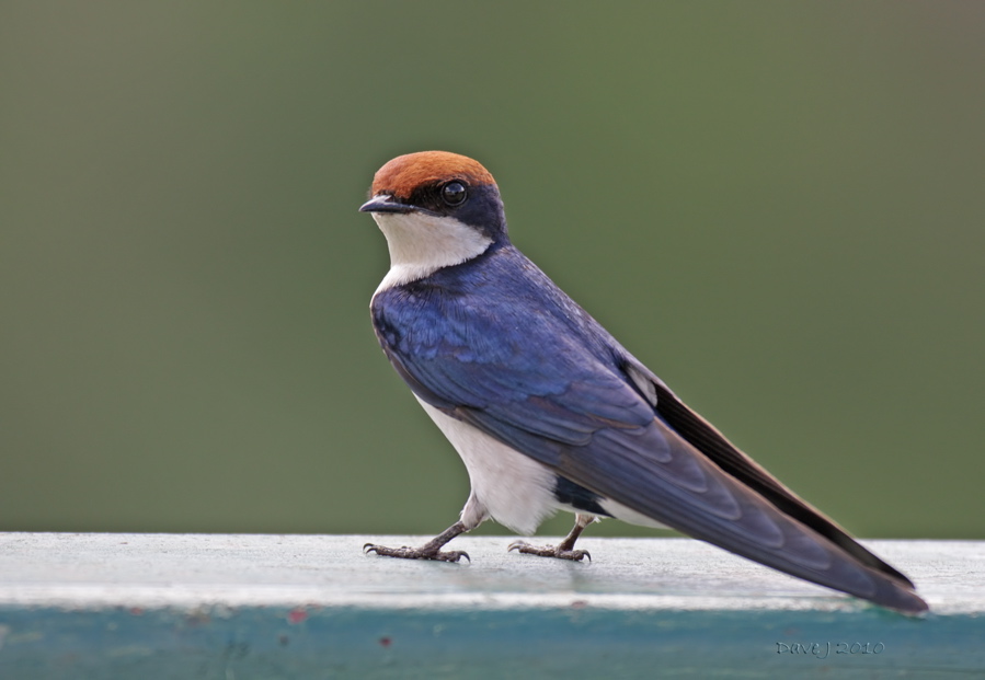 Wire Tailed Swallow Image HD Wallpaper