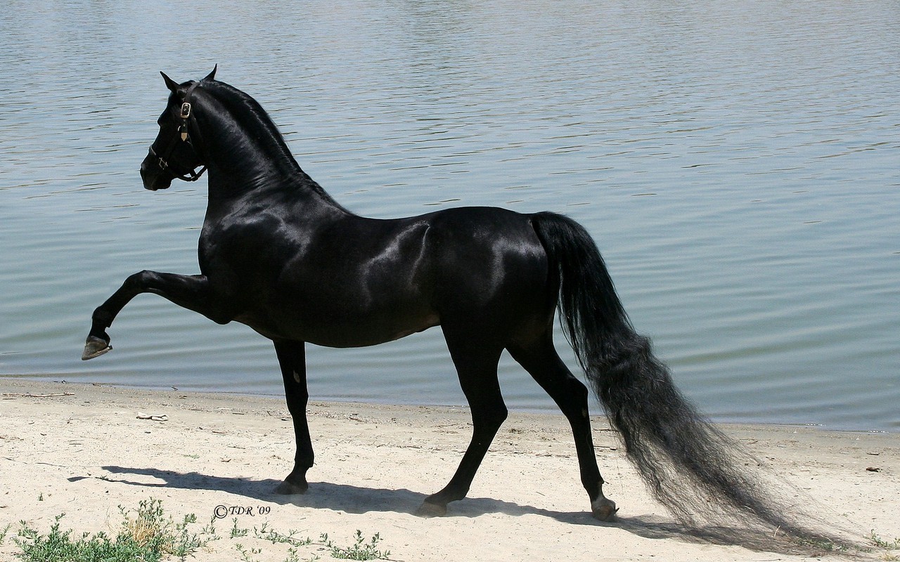 All Wallpapers Beautiful Horse Hd Wallpapers 2013 1280x800