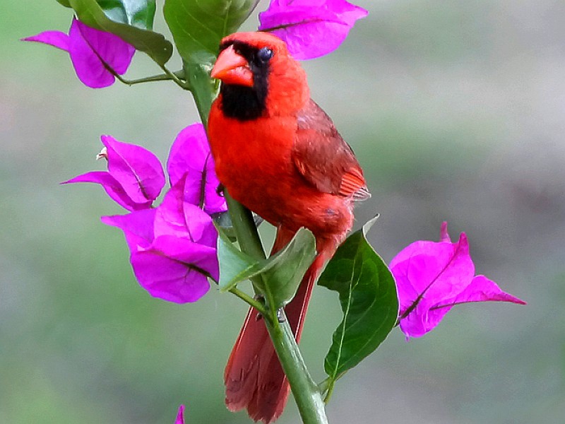 Free download Beautiful Flowers Red Bird Animals Birds HD Desktop Wallpaper  [800x600] for your Desktop, Mobile & Tablet | Explore 40+ Free Red Bird  Winter Wallpaper | Bird Wallpaper for Computer, Free