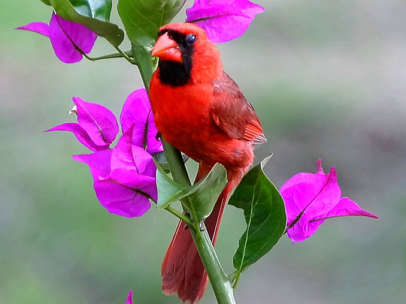 Beautiful Flowers Red Bird Animals Birds Hd Desktop Wallpaper