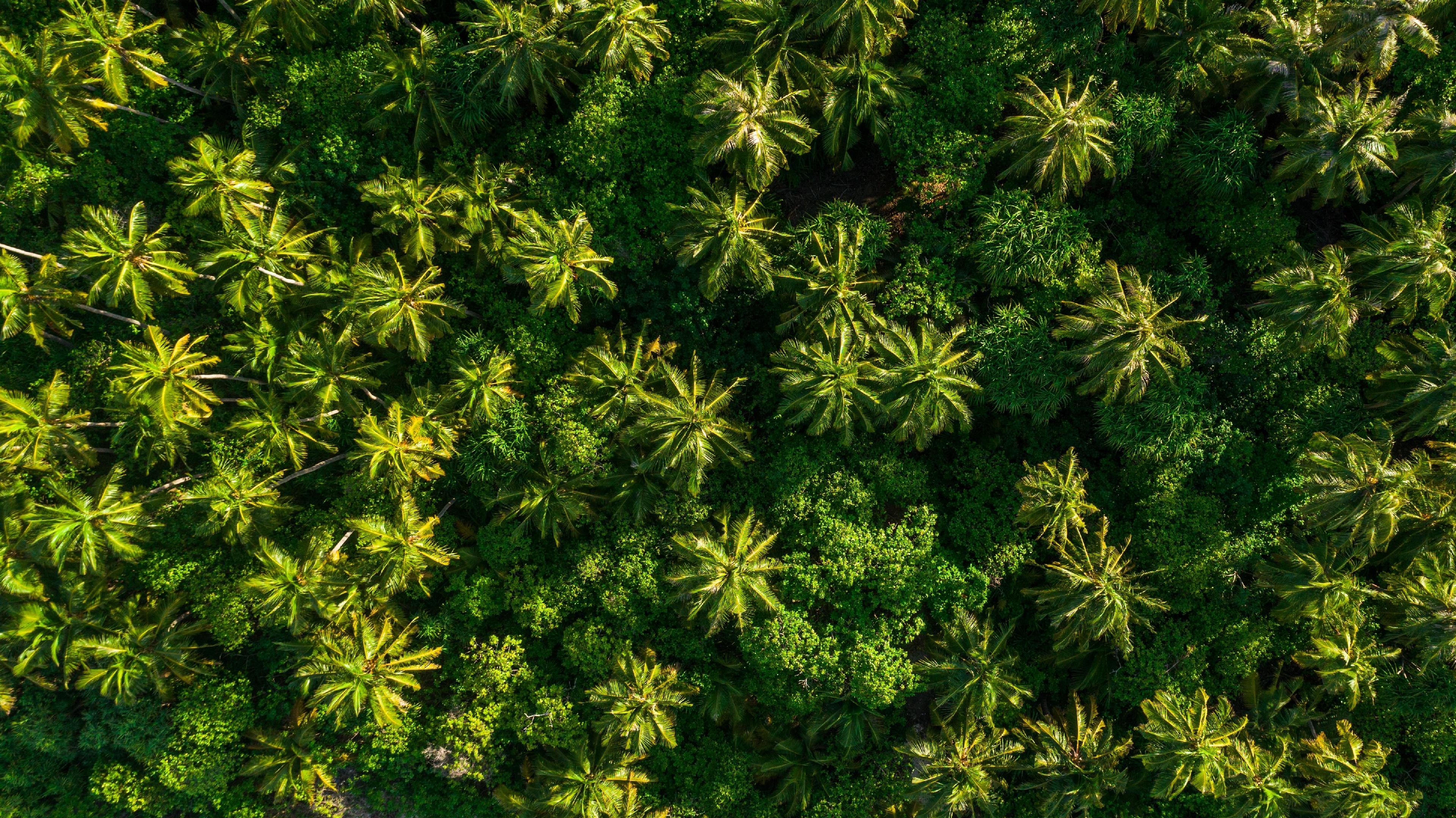 Aerial Of Tropical Forest