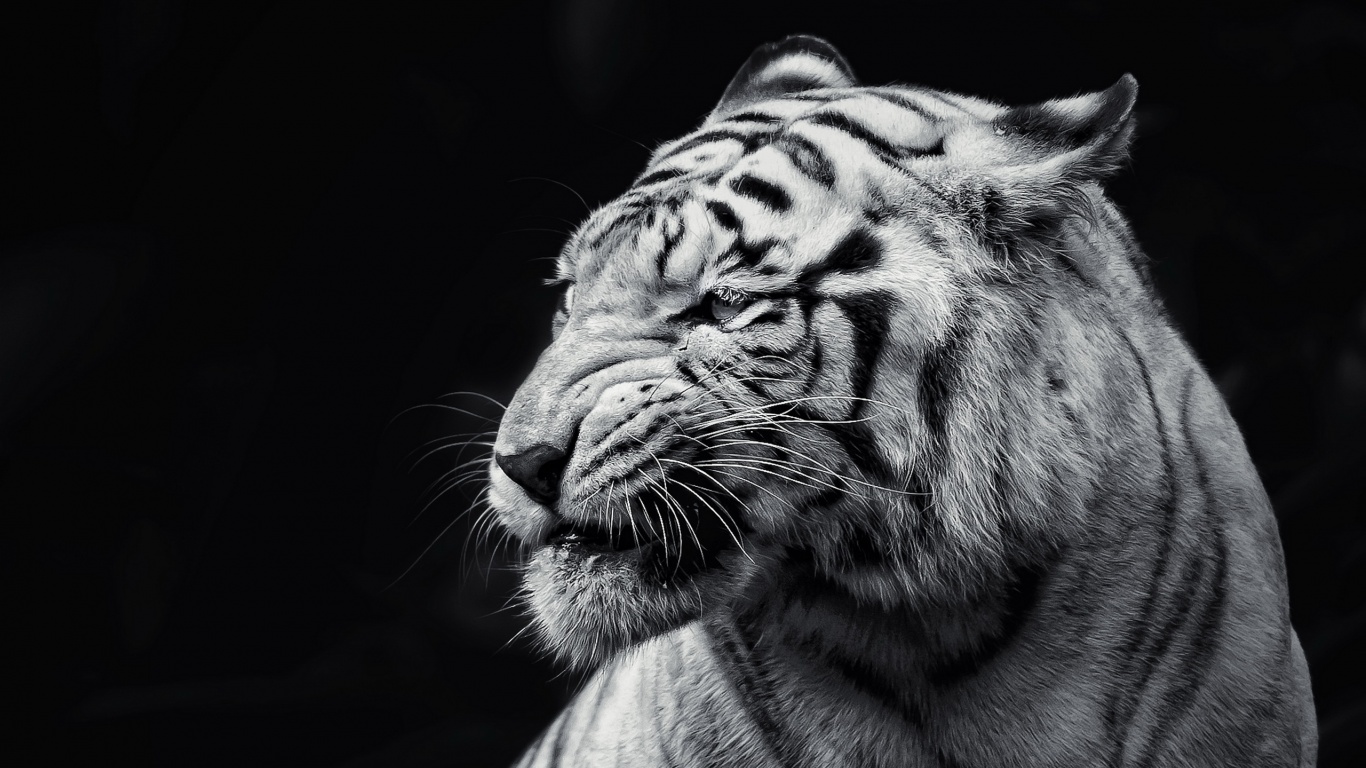 Download Amazing White Tiger Wallpaper in 1366x768 Resolution 1366x768