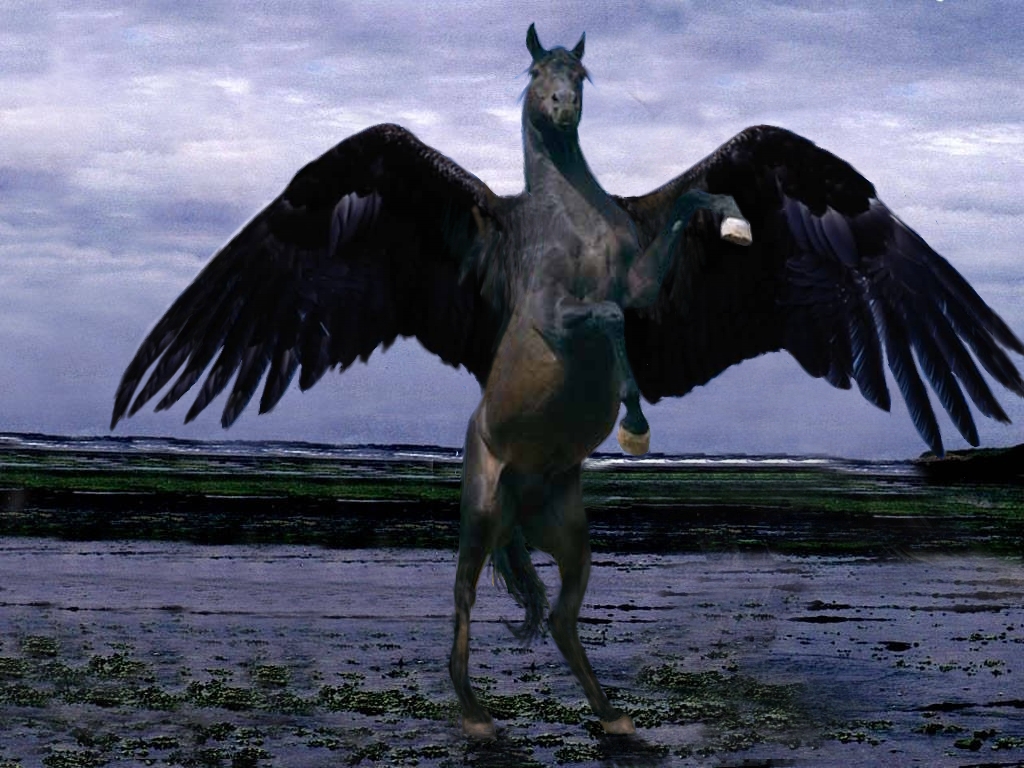 Black Pegasus By Senturith