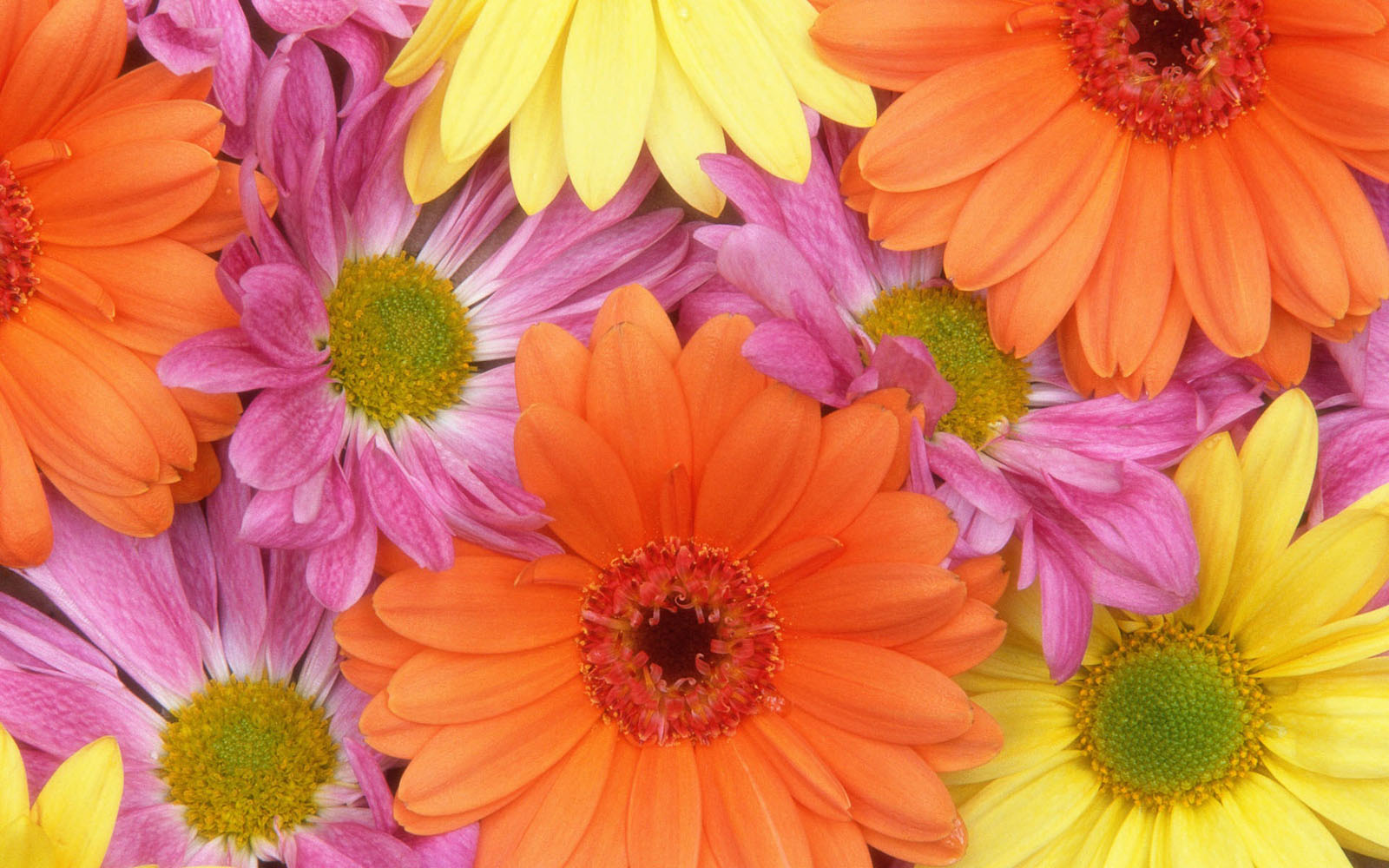 Colorful Daisies Flowers Wallpaper
