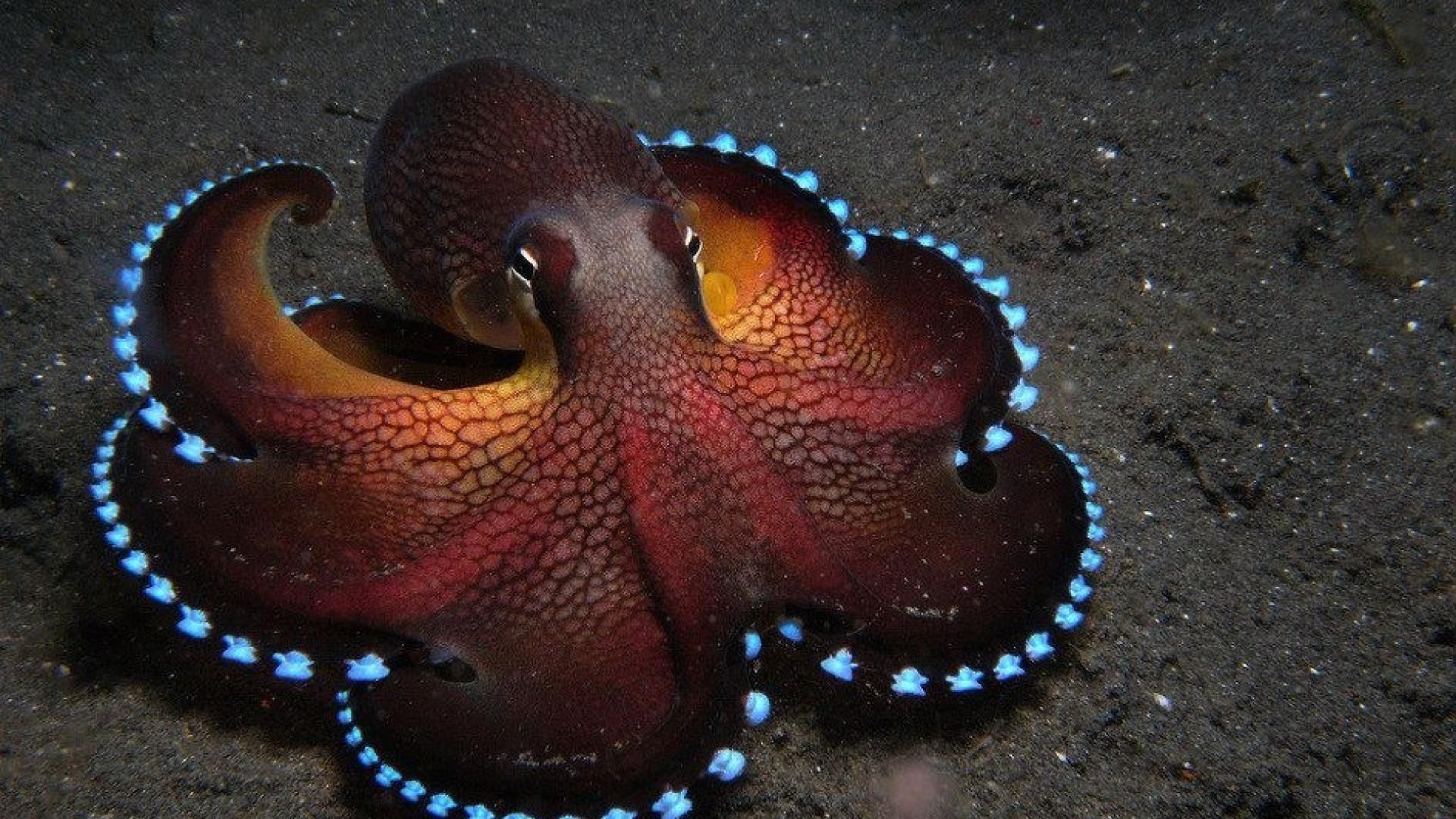 Ocean Octopuses Sealife Cephalopod Wallpaper Really Coconut