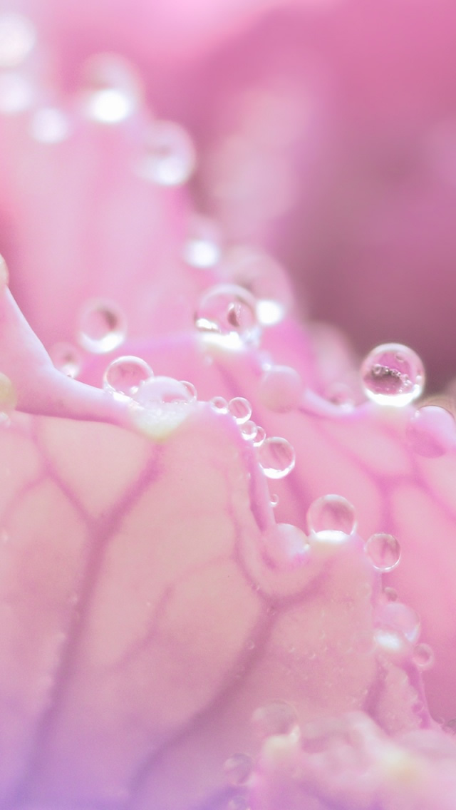 Dew On Pink Flower iPhone 5s Wallpaper
