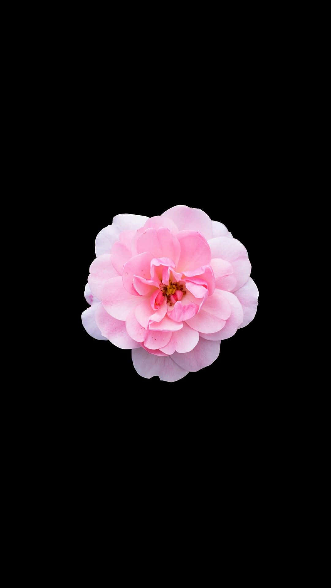 Pink Flowers Aesthetic Wallpaper