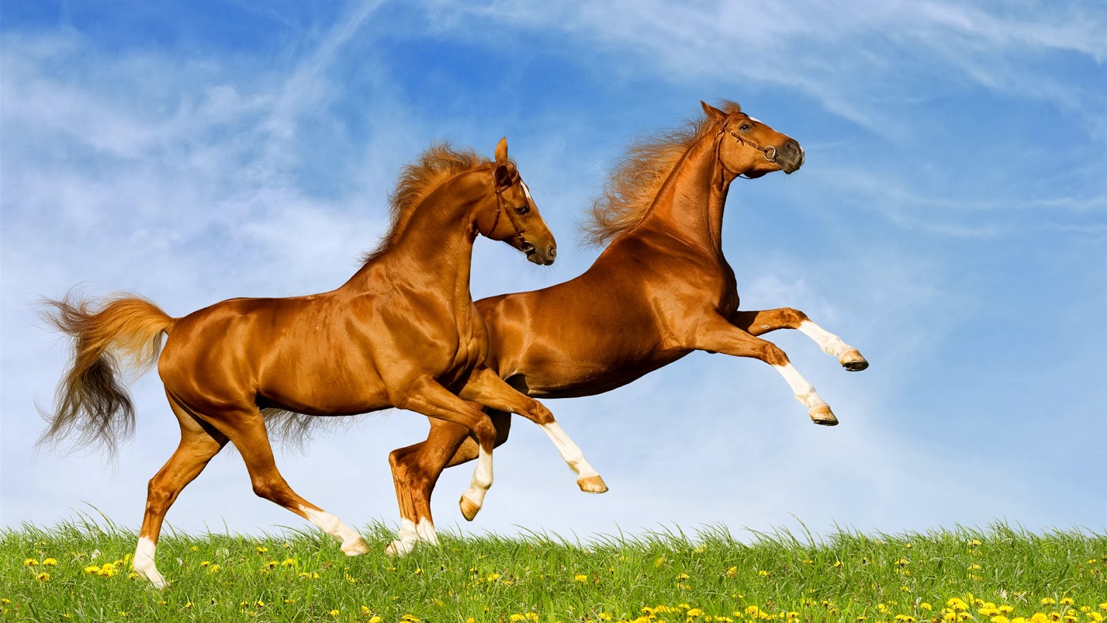 HD Wallpaper Desktop Horse And Make This