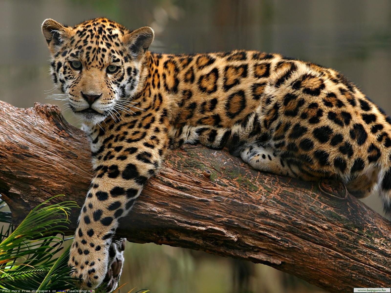 The Leopard Wild Animals Desktop Wallpaper Picture