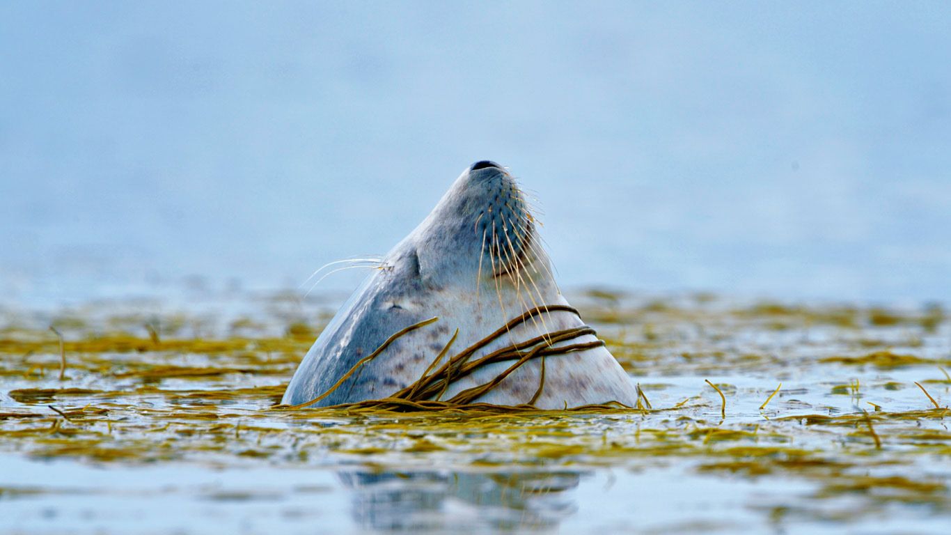 A Harbor Seal Near Islay Scotland Laurie Campbell Minden