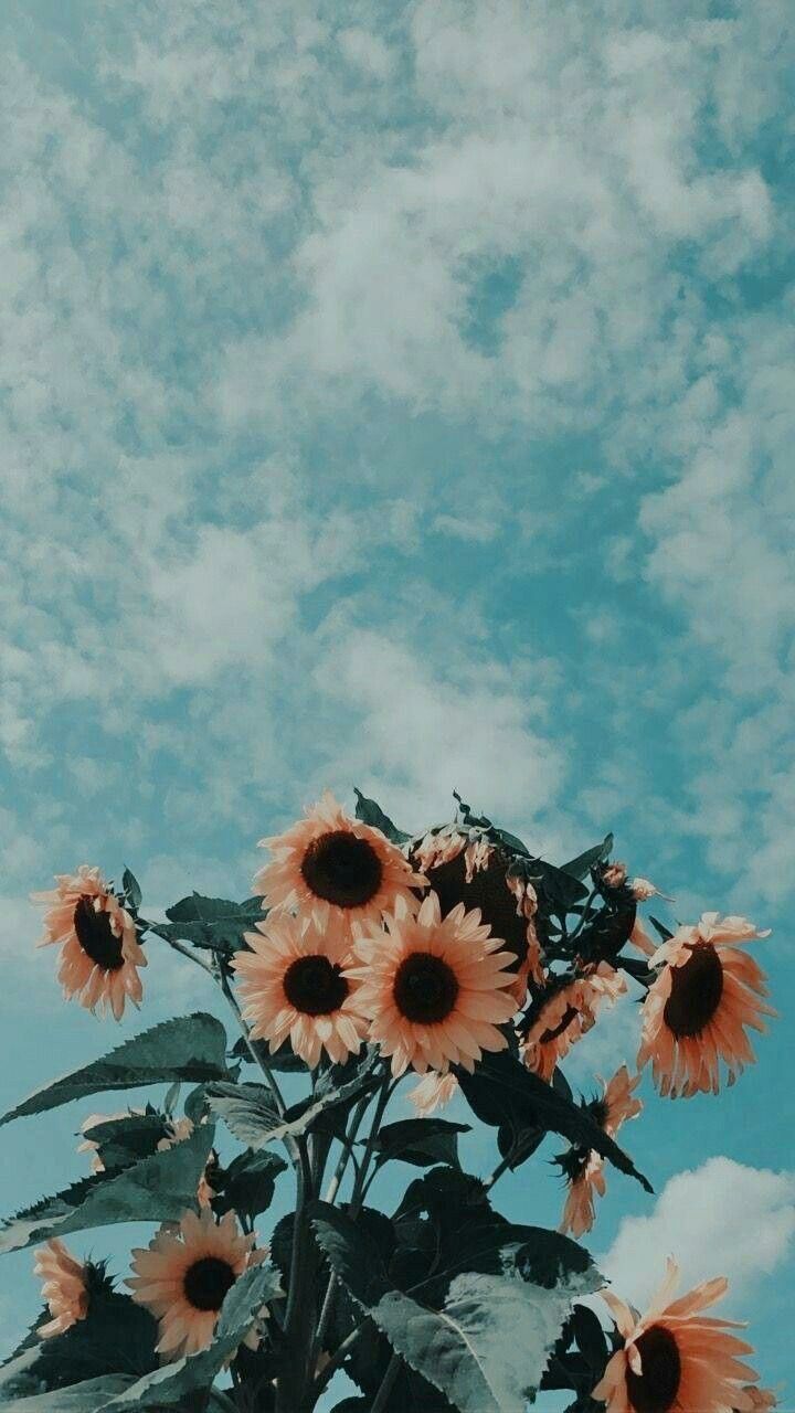 Flower Aesthetic Sky Flowers Nature Vintage Photography
