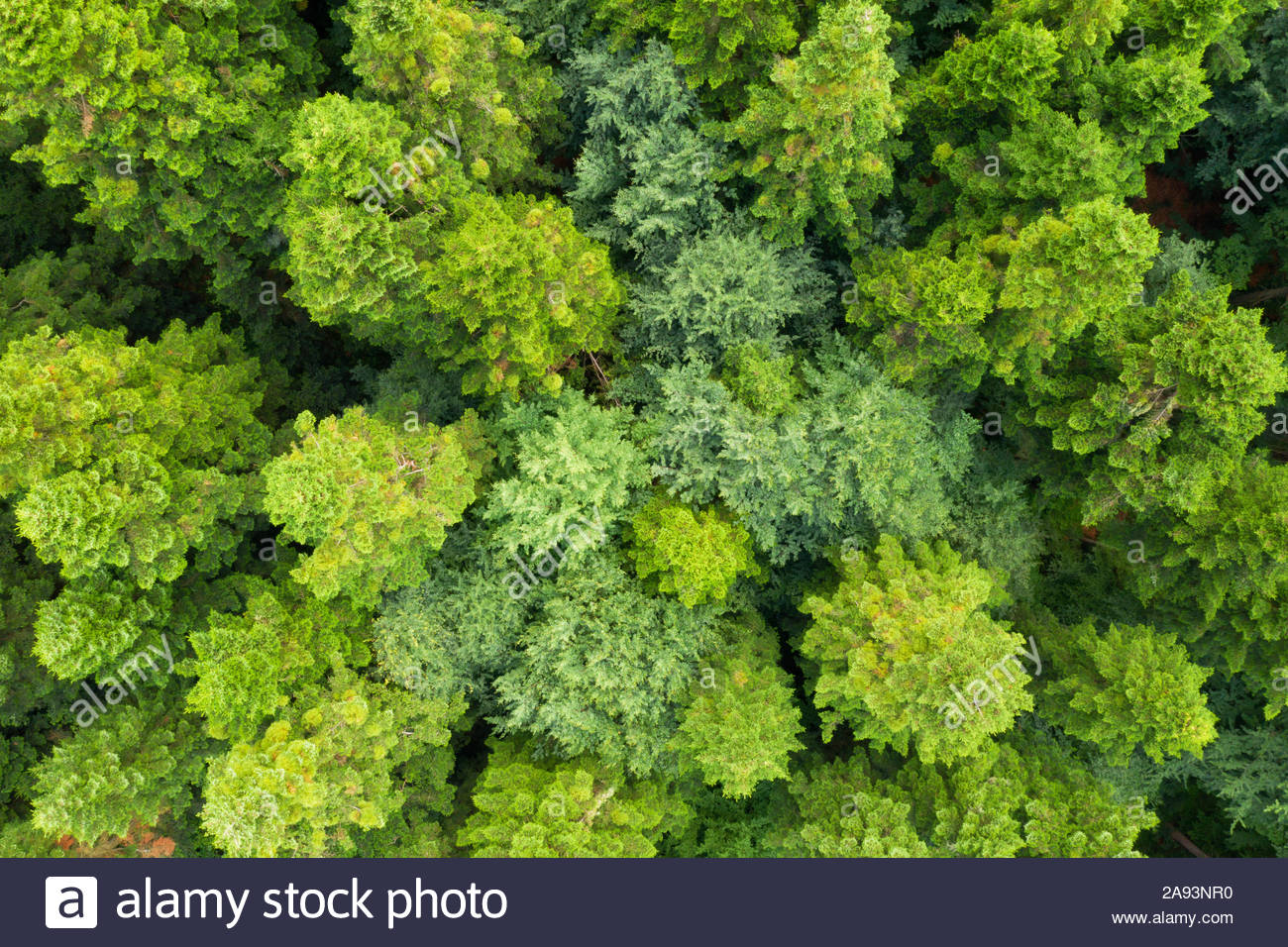 Aerial Drone Photo Looking Down On Magical Summer Forest Nature