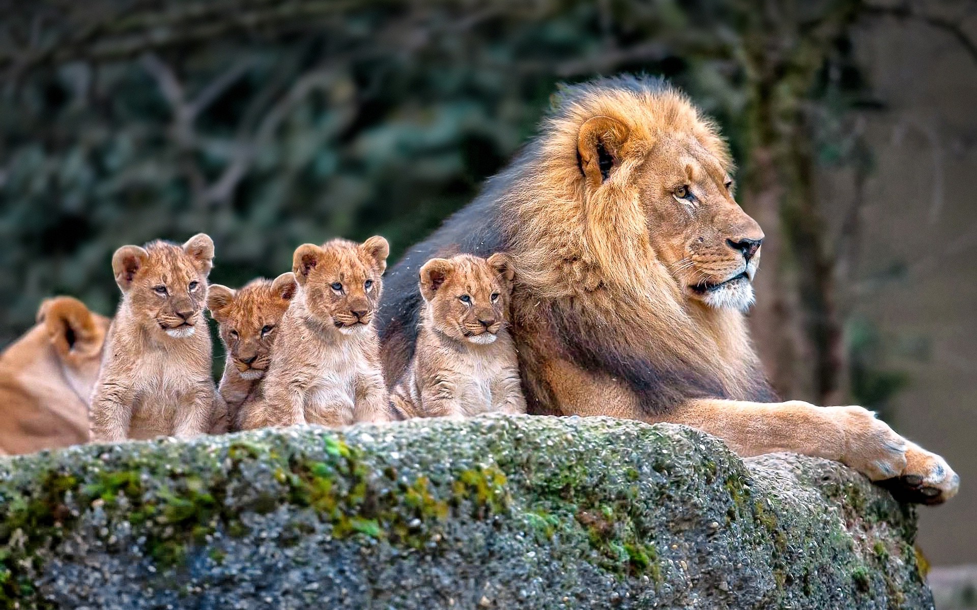 lion Nature Animals Baby Animals Wallpapers HD