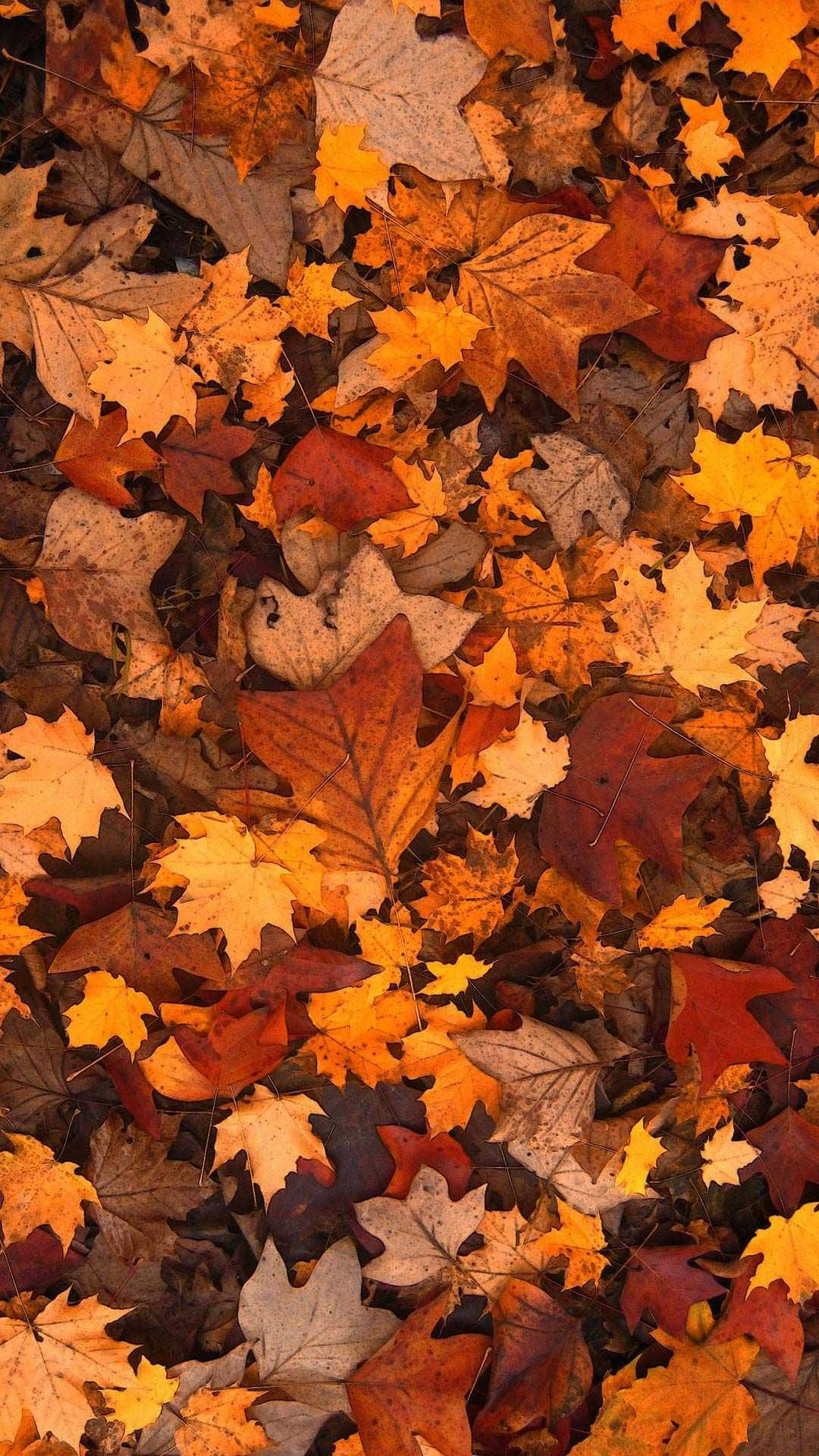 Cute Fall Wallpaper S