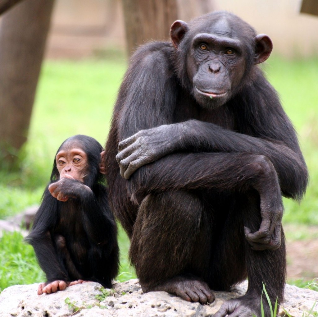 Chimpanzee HD Desktop Wallpaper