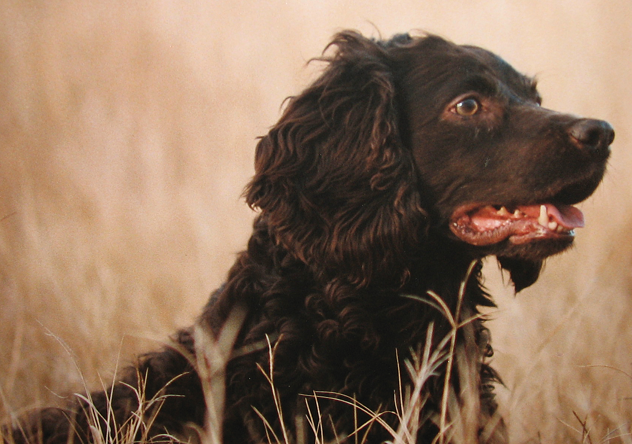 Cute Boykin Spaniel Dog Photo And Wallpaper Beautiful