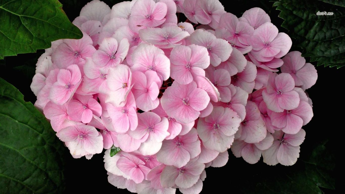 Pink Hydrangea Wallpaper Flower