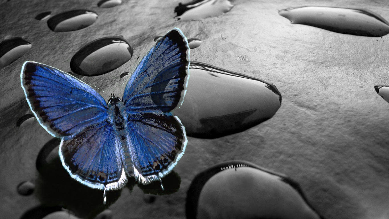 Hình nền bướm sẽ cho bạn cảm giác như đang ngắm nhìn một tác phẩm nghệ thuật phong phú và đầy màu sắc. Hãy trang trí trang chủ của bạn ngay bây giờ!