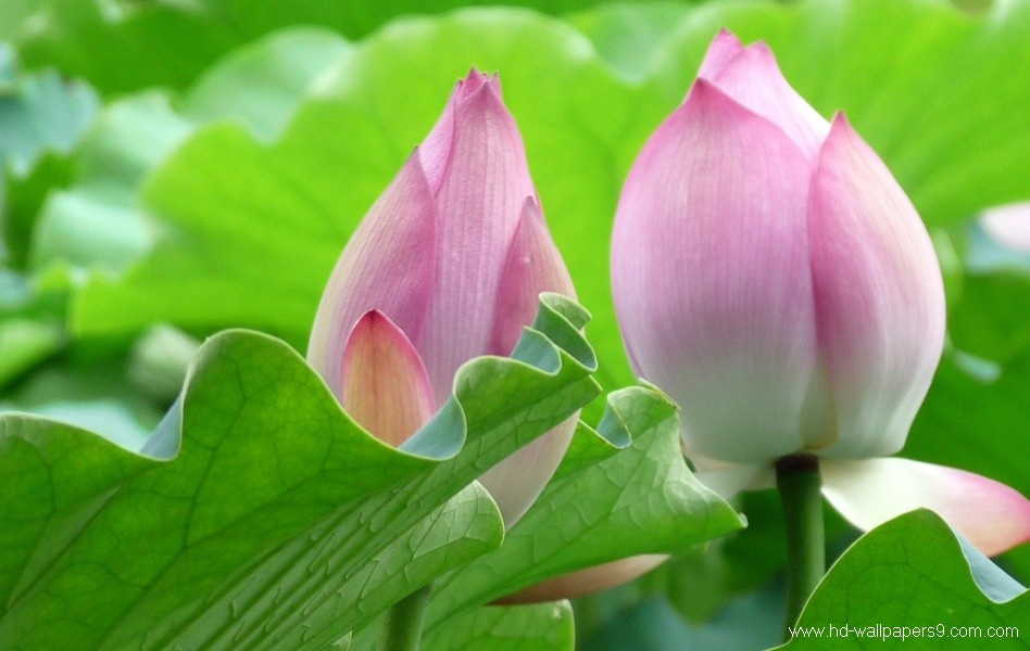 Lotus Flower Wallpaper Photos Image Gallery