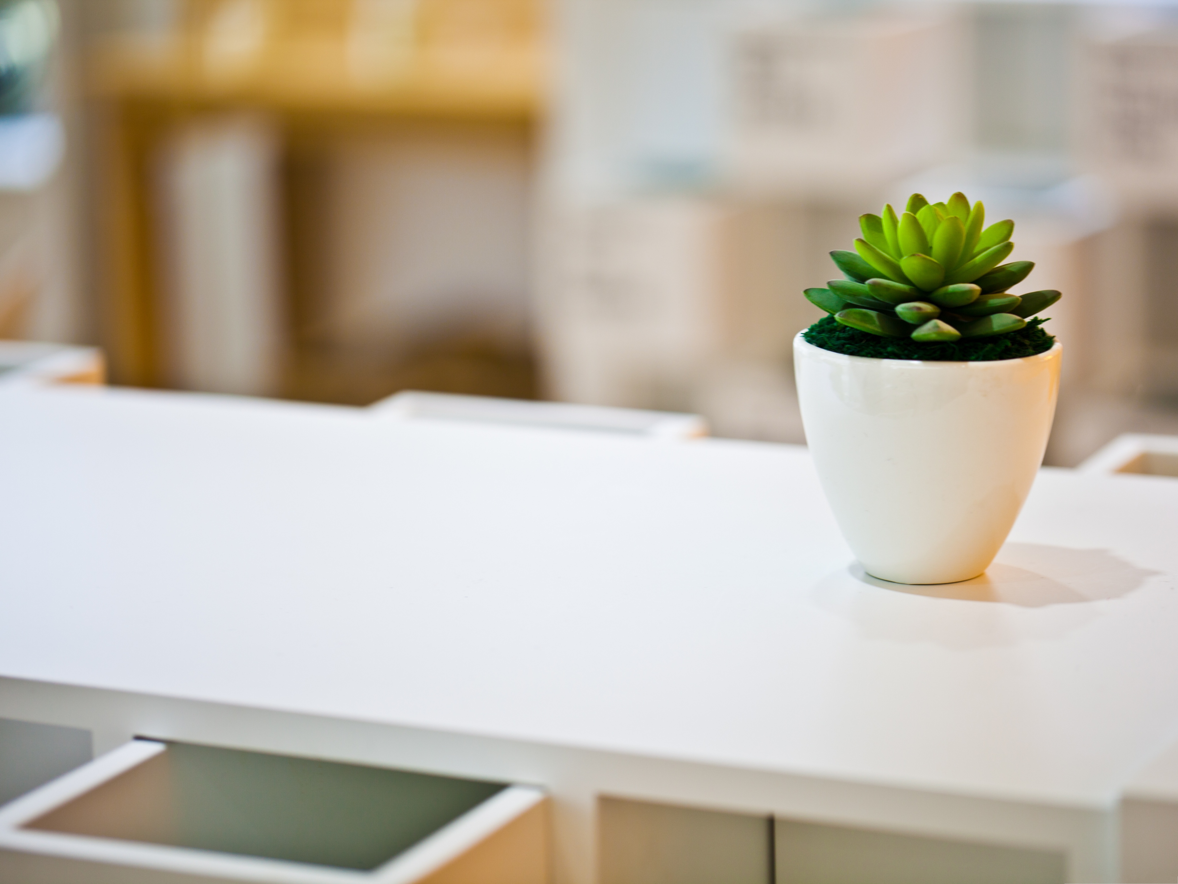 3d Puter Background Green Plant On White Desk