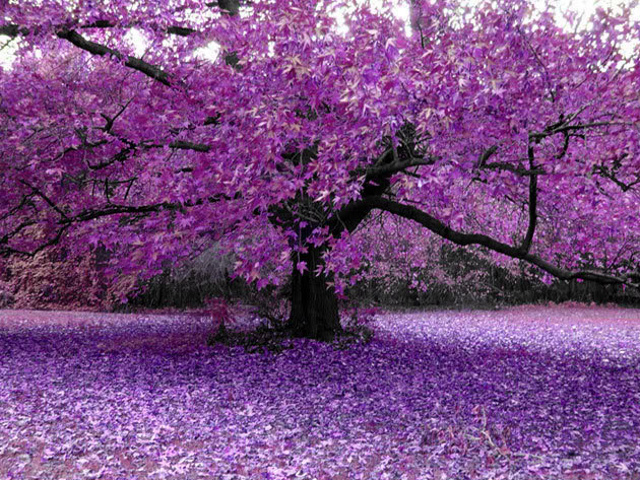 68+] Purple Tree Wallpaper - WallpaperSafari