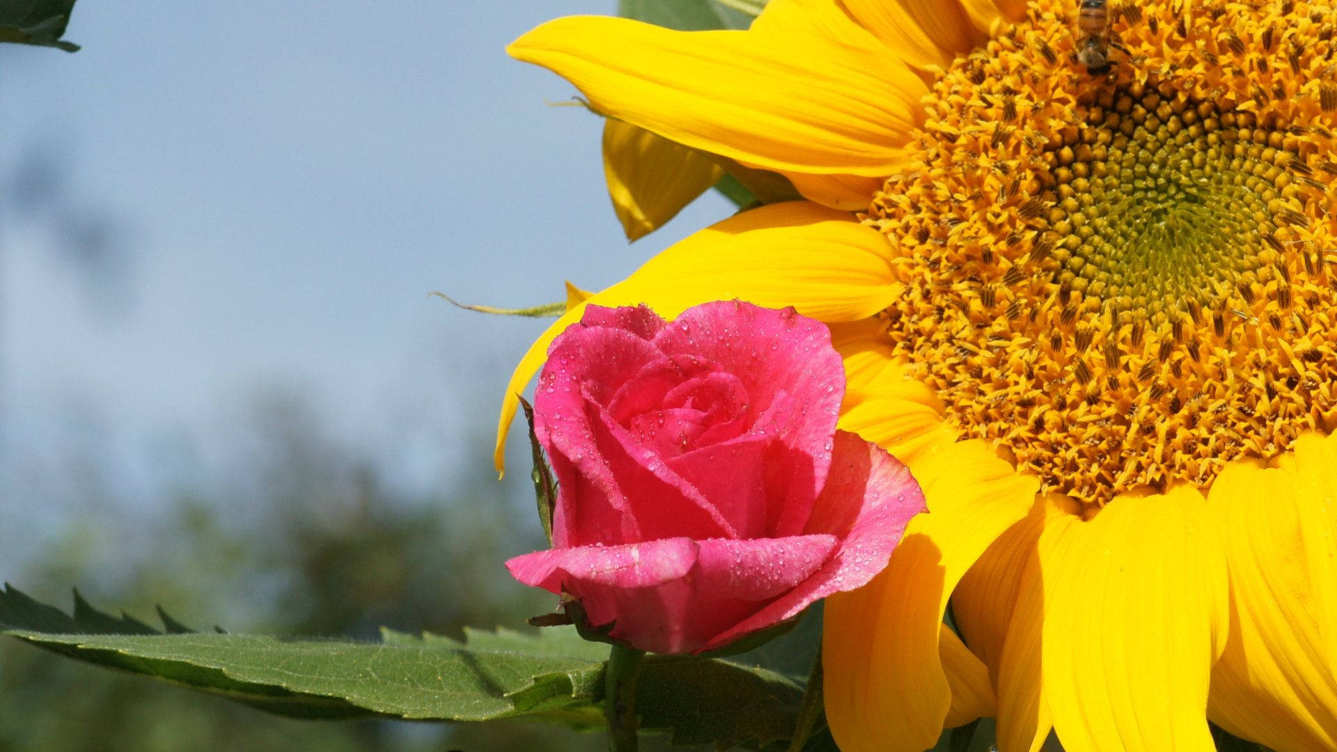 Sunflower And Roses Wallpaper