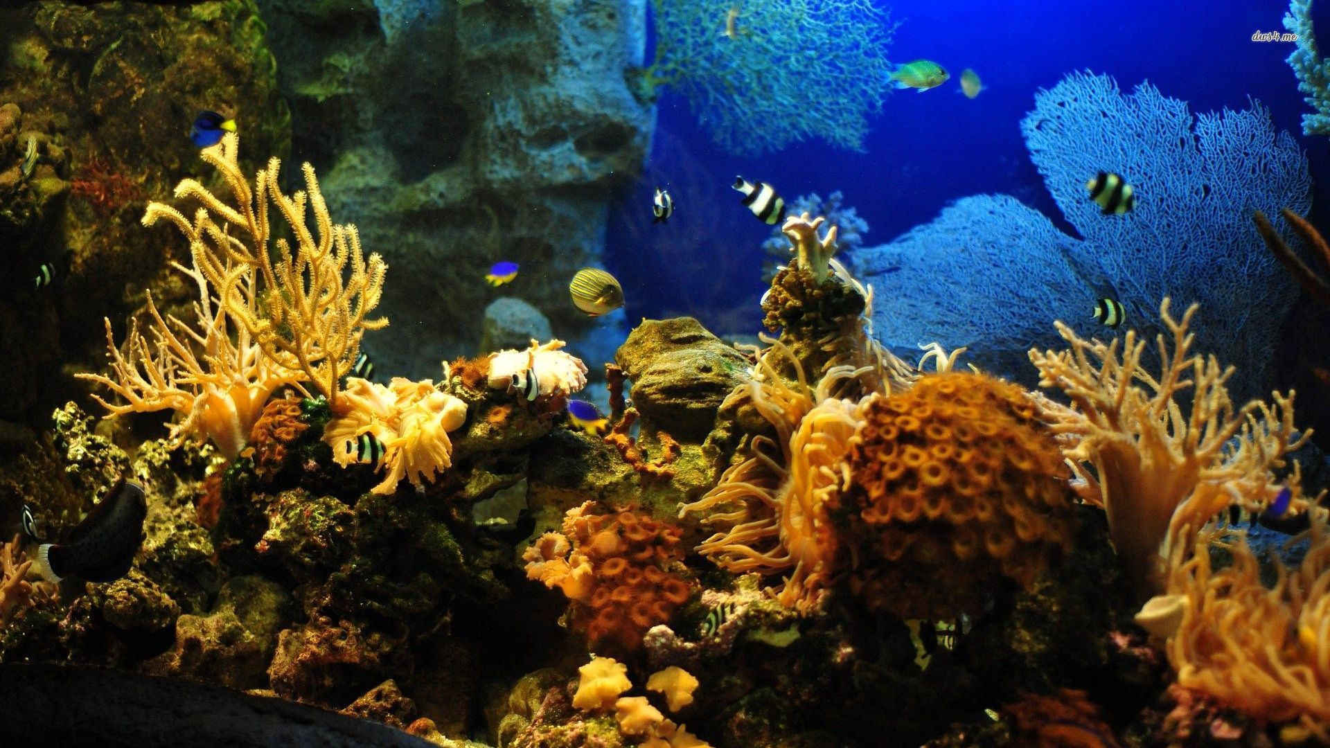 Tropical Wallpaper Animal Aquarium Fish Resimleri Akvaryum