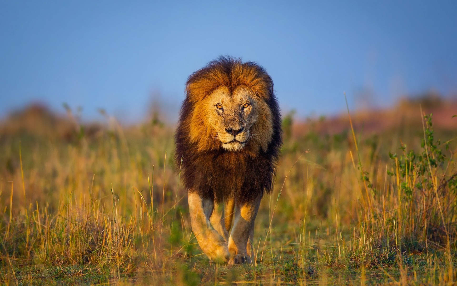 Male Lion Faces Wallpaper