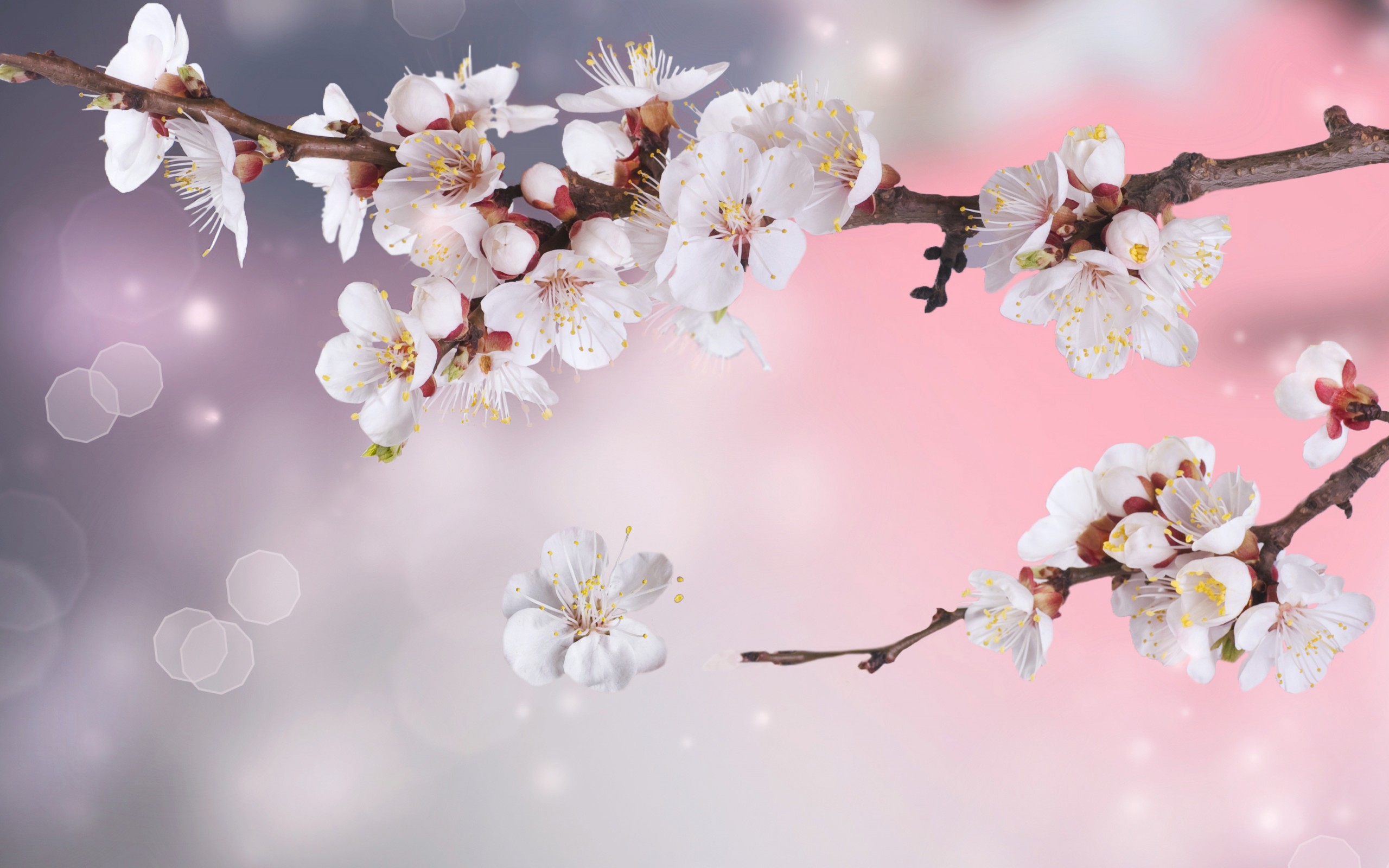 Apple Tree Flowers Branches Petals Sparkle Bokeh Blossoms Wallpaper