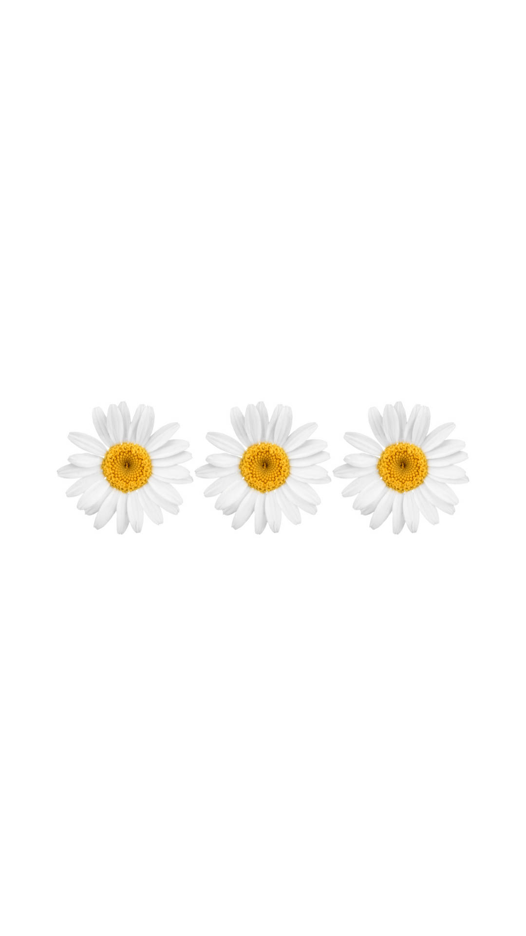 White Flower iPhone Wallpaper