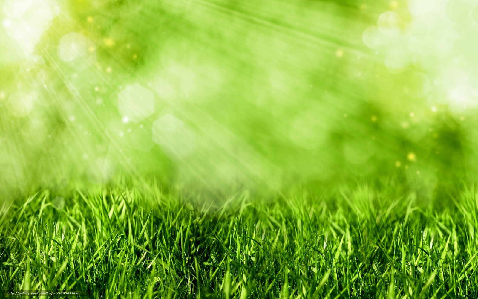 Wallpaper Grass Green Rays Light Desktop