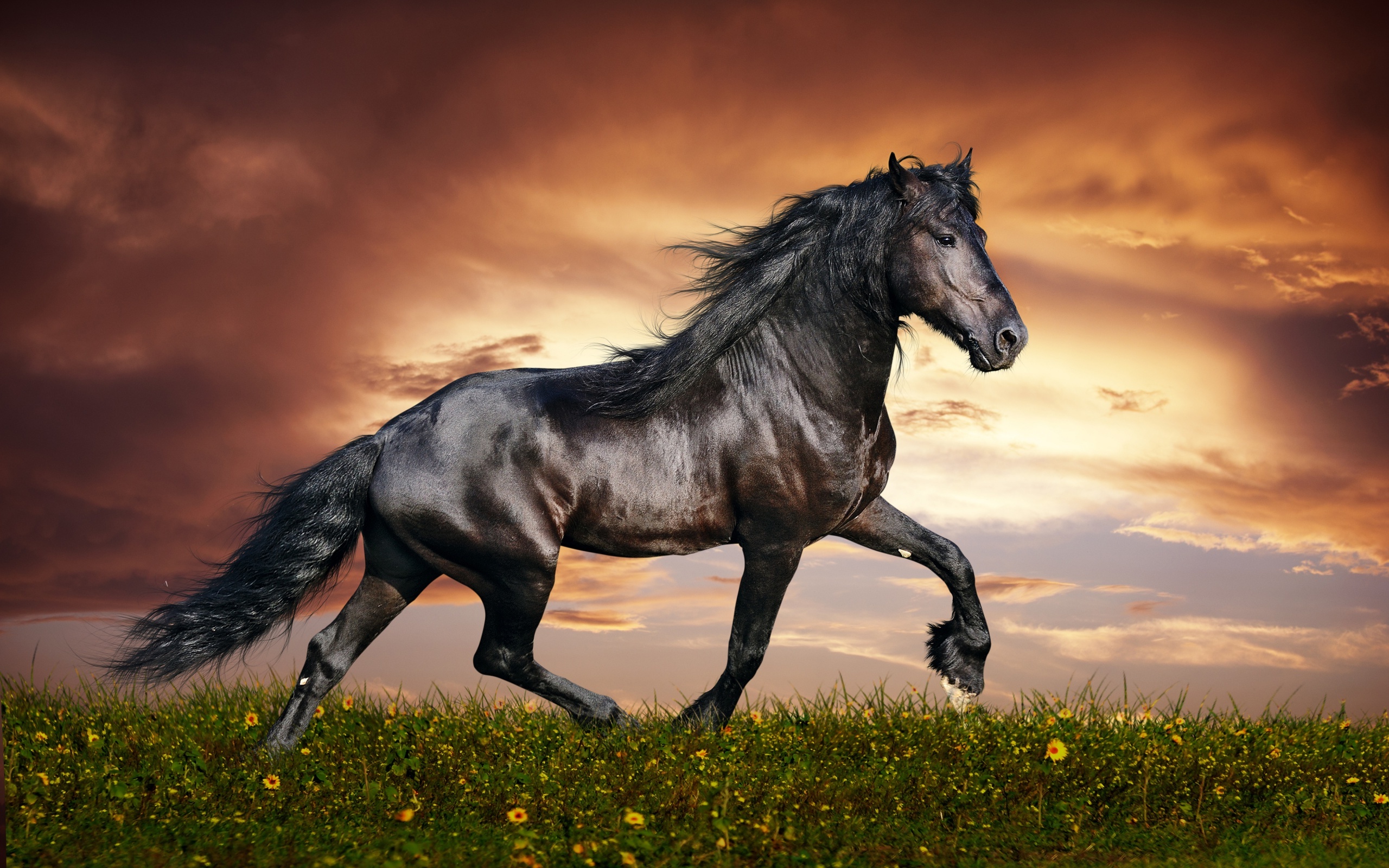 A majestic black horse gallops across a field of wildflowers against a dramatic sunset backdrop