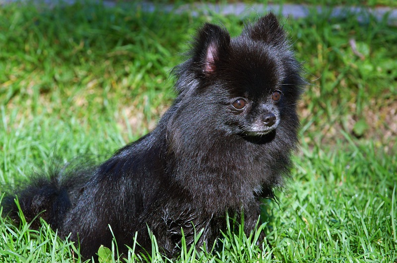 Black Pomeranian Wallpaper Pet And Animals