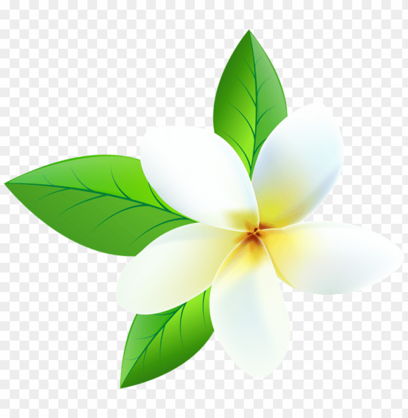 Plumeria Transparent Png Image Background Toppng