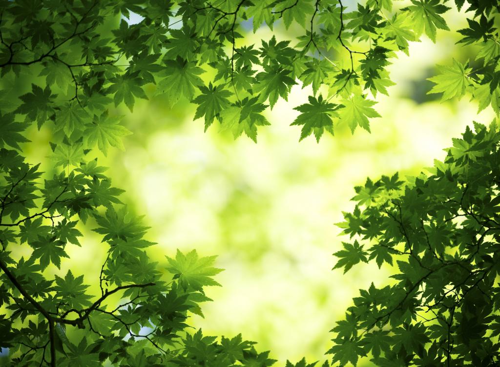 Hình nền cây xanh là một cách tuyệt vời để tạo cho màn hình điện thoại của bạn vẻ đẹp tự nhiên và thư giãn. Hãy xem hình liên quan đến từ khóa \