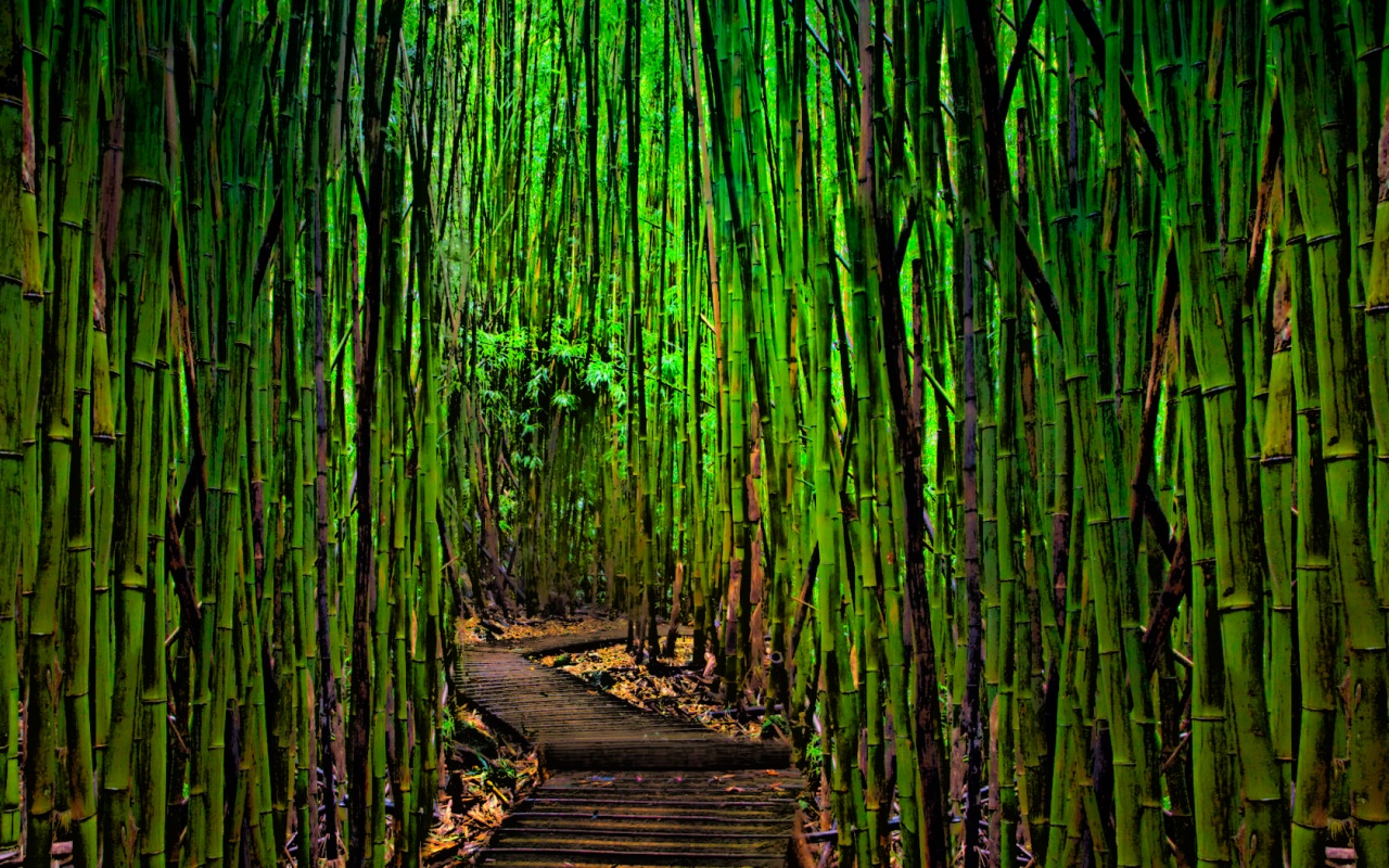 By Stephen Ments Off On Sagano Bamboo Forest Wallpaper