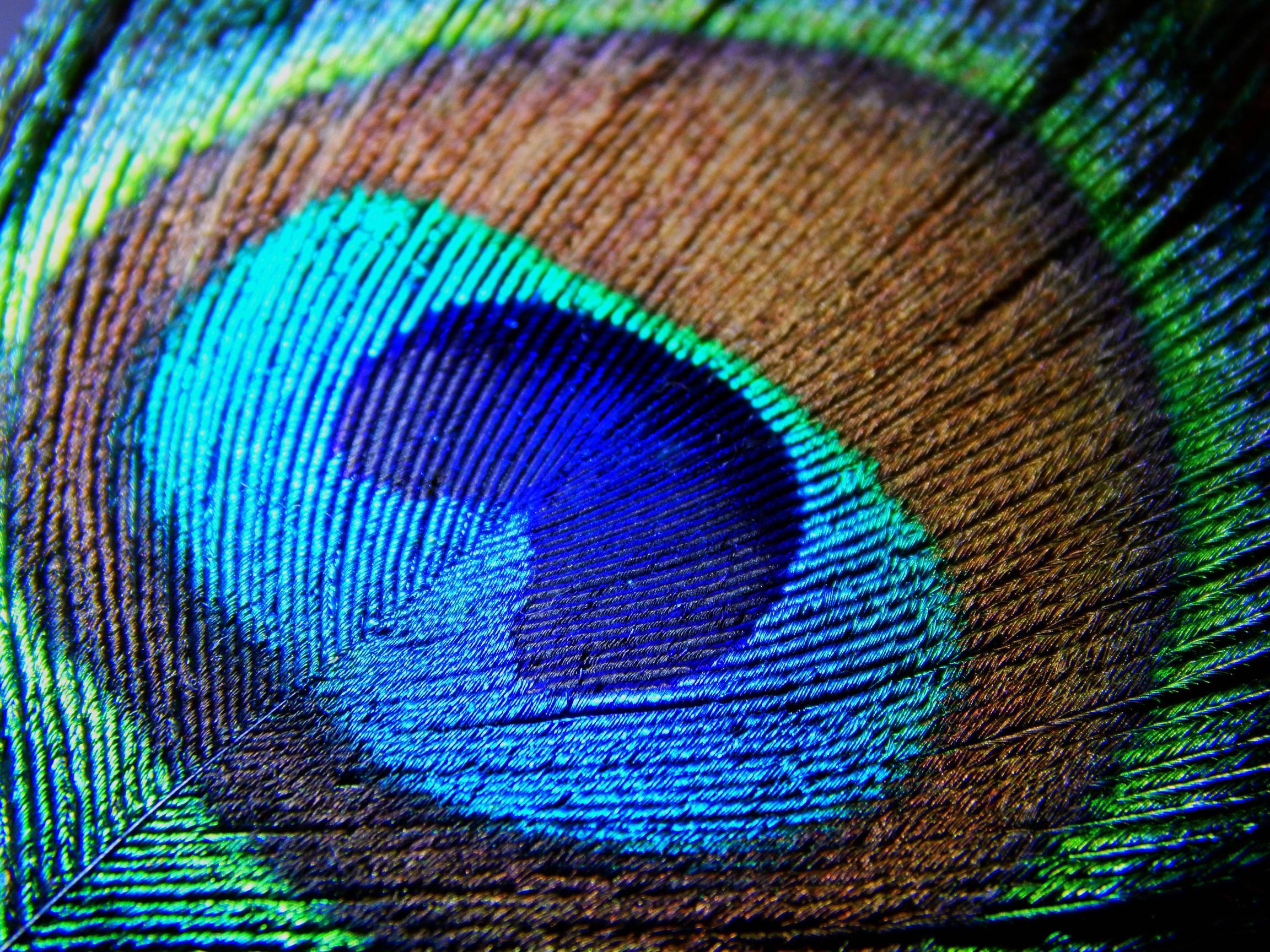 HD Peacock Feathers Wallpaper Wallpapercraft