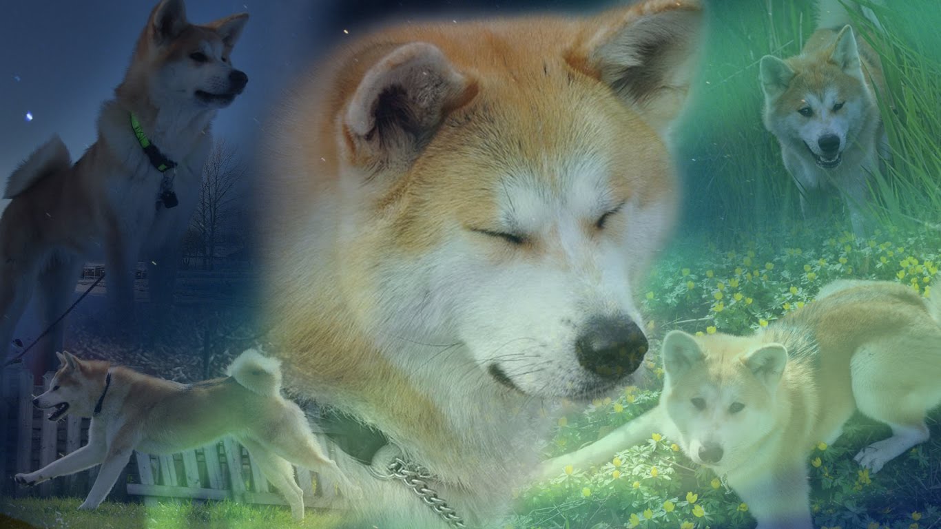 Akita Inu Dogs Wallpaper HD Res