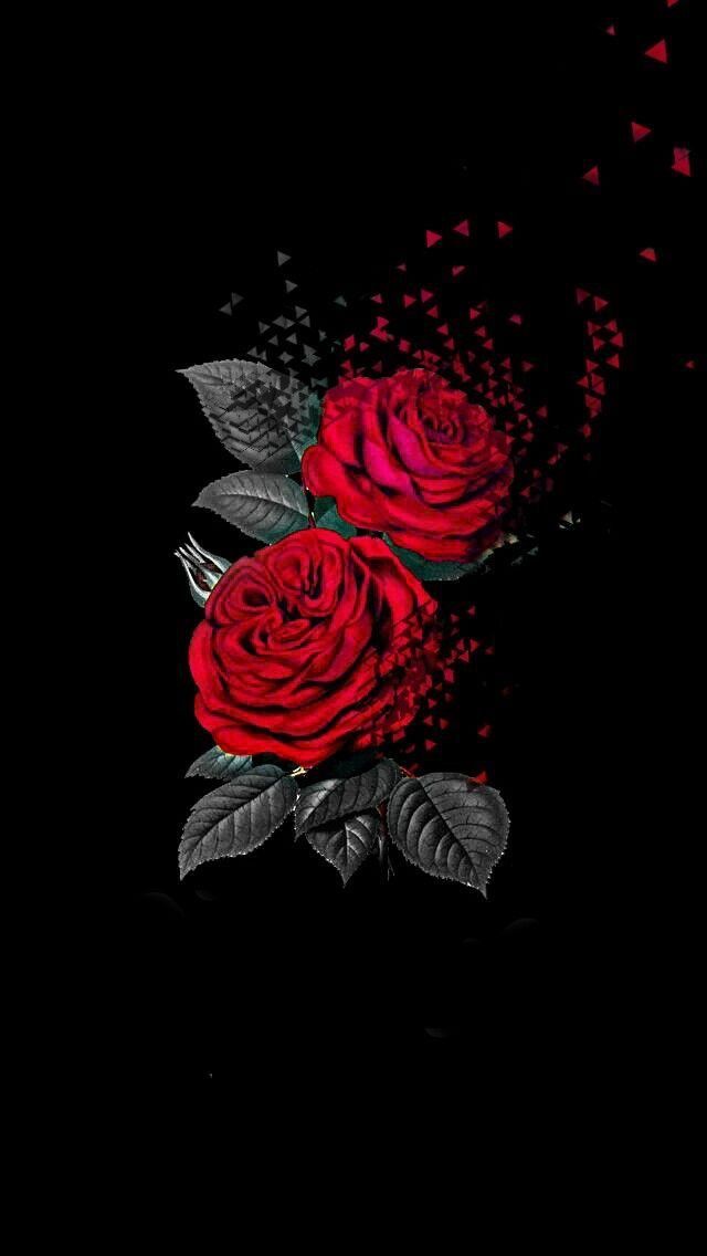Danidu Dumi On Roses Red Wallpaper Black