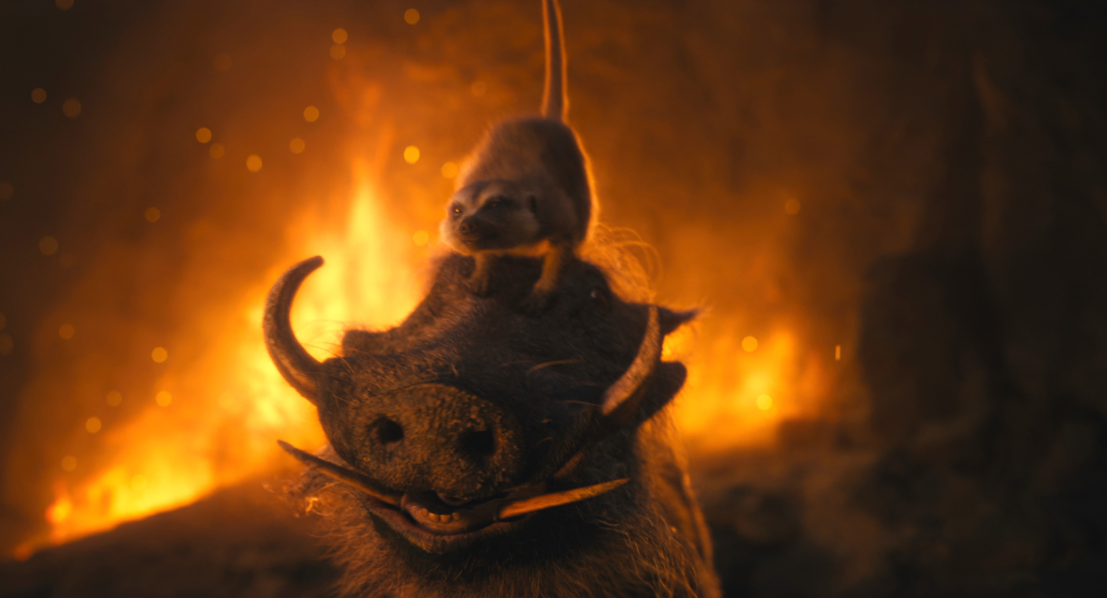 A warthog and meerkat in front of a fire