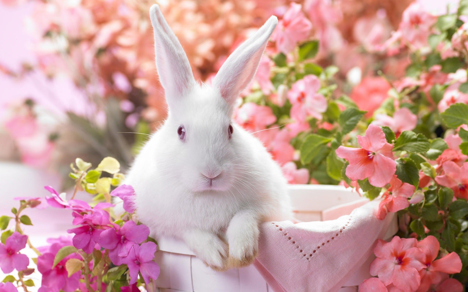 White Rabbit Wallpaper