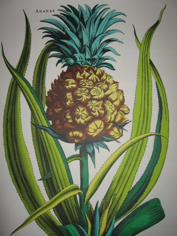 More Like This Plant Centerpieces Pineapple Plants And