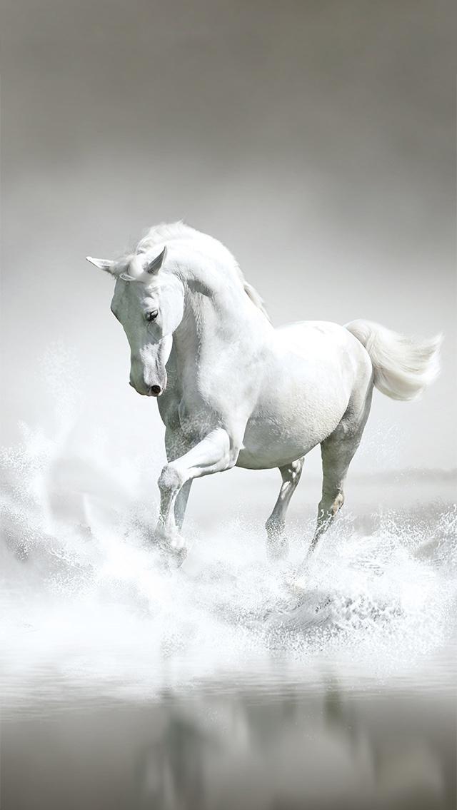 iPhone Wallpaper Beyaz At Atlar Sevgisi