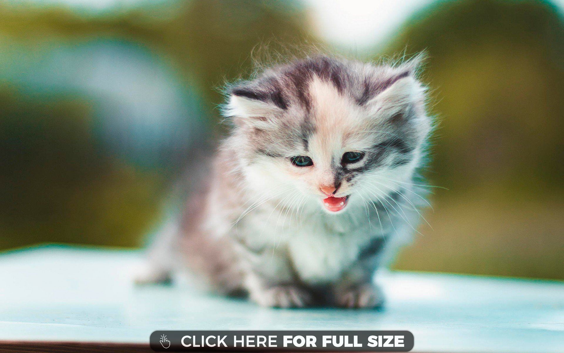 Kitten Wallpaper Photos And Desktop Background Up To 8k