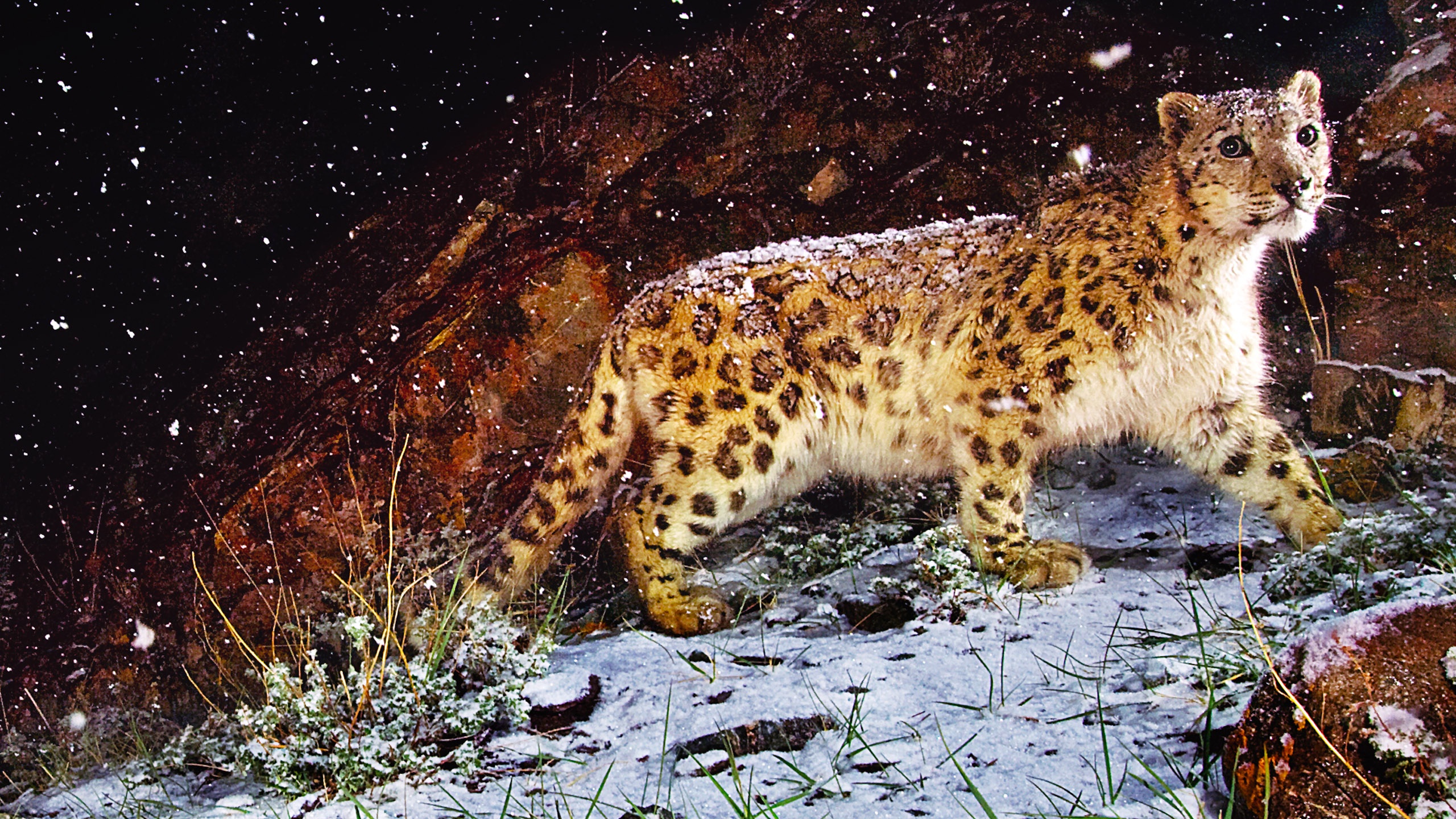 Snow Leopard Flurries Desktop Pc And Mac Wallpaper